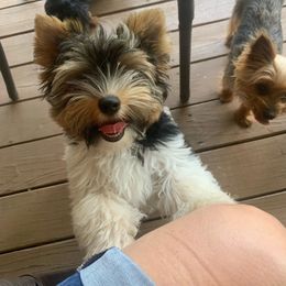 Rock rock - Biewer Terrier