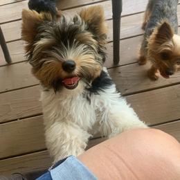 Rock rock - Biewer Terrier