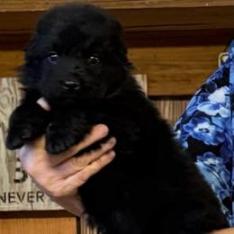 Red Collar - Black male German Shepherd puppy in Hattiesburg, Mississippi from Weizen German Shepherds