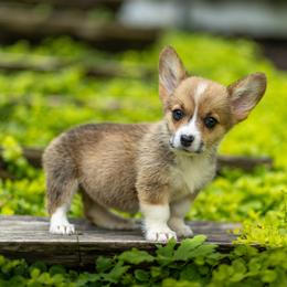 Diamond - Red female Pembroke Welsh Corgi puppy in Narvon, Pennsylvania from Corgi Companions