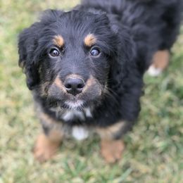 Bernedoodle and Goldendoodle Puppies from Camp Doodle Woods