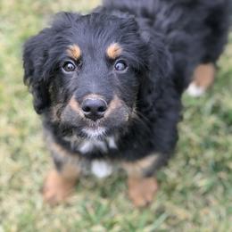Bernedoodle and Goldendoodle Puppies from Camp Doodle Woods