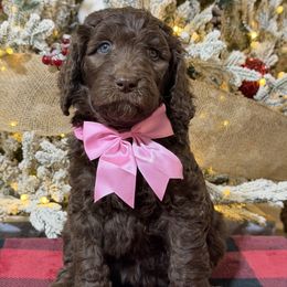 Pink Girl - Chocolate female Goldendoodle puppy in Loganville, Georgia from Sweet Home Doodles