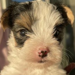 Yorkshire Terriers from Robinson's Yorkies