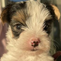 Yorkshire Terriers from Robinson's Yorkies