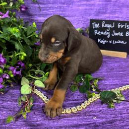 Regal - Red and rust female Doberman Pinscher puppy in Aredale, Iowa from Royal Dynasty Dobermann Kennel