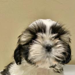 Shih Tzu Puppies from Willow Lane Shih Tzus