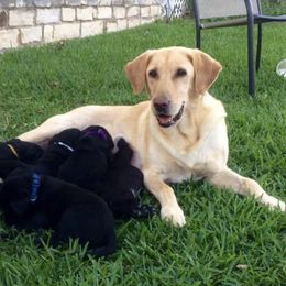 Labrador Retrievers from Wight Lightning Retrievers