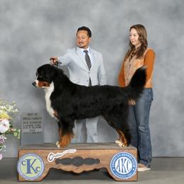 Bernese Mountain Dog puppies from Berner Dynasty