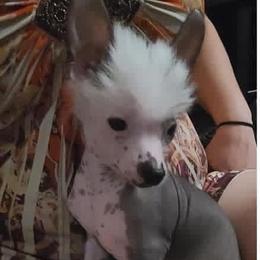 Chihuahua and Chinese Crested Puppies from Western Kentucky Chihuahua’s and Chinese Crested’s