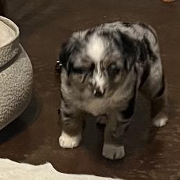 Xena - Blue merle female Miniature Australian Shepherd puppy in Godley, Texas from Nana and Paws Aussies