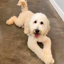 Goldendoodles from Wright Doodles
