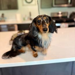 Saylor - Dachshund