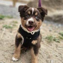 Louie - Red tri male Miniature Australian Shepherd puppy in Sandown, New Hampshire from Ashby Lou Aussies