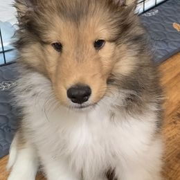 Shetland Sheepdog puppies from Sei Bella Shelties