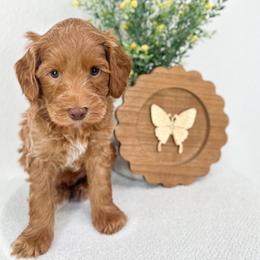 Flower - Caramel male Australian Labradoodle puppy in Palmdale, California from Pixie Doodle Paws