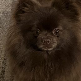 Assorted Doodle Crosses, Pomeranians, and Poodles from Bee Mine Poodles, Doodles and Pomeranians