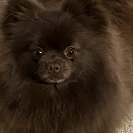 Assorted Doodle Crosses, Pomeranians, and Poodles from Bee Mine Poodles, Doodles and Pomeranians