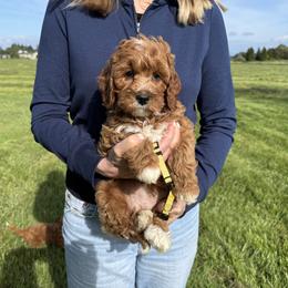 Willow - Red female Australian Labradoodle puppy in Ferndale, Washington from Annie's Doodles