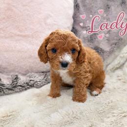 Lady - Apricot female Cavapoo puppy in Calumet, Oklahoma from H&H Cavapoos
