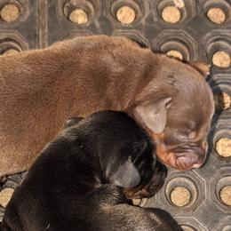 AKC Registered Full European Doberman Pinschers - Red and rust male Doberman Pinscher puppy in Fort Lauderdale, Florida from Lakewood European Dobermann Kennel