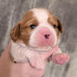 Winnie Rose - Blenheim female Cavalier King Charles Spaniel puppy in Stilwell, Oklahoma from Love Bug Cavaliers