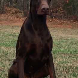 Doberman Pinschers from Cover Vogue Dobermans