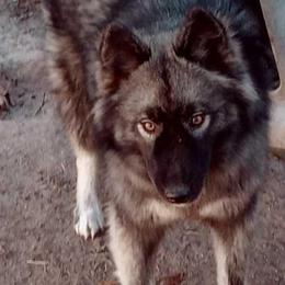 Gypsy - Siberian Husky