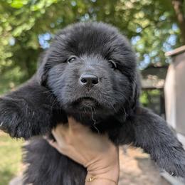 Light Pink Girl (Saké) - Black female Newfoundland puppy in Independence, Missouri from K & L Ranch