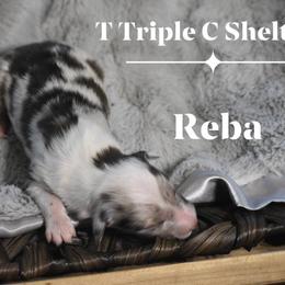 Reba - Sable merle and white female Shetland Sheepdog puppy in Gladbrook, Iowa from T Triple C Shelties
