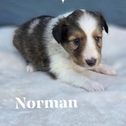 Norman - Sable merle and white male Shetland Sheepdog puppy in Gladbrook, Iowa from T Triple C Shelties