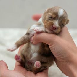 Ruby - Red merle female Toy Australian Shepherd puppy in Carmichael, California from Aloe Aussies