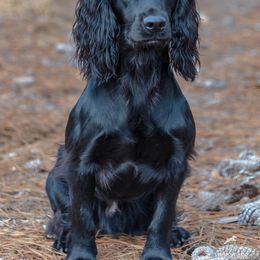 English Cocker Spaniel and Pointer All Grown Up from Foxrun Gundogs