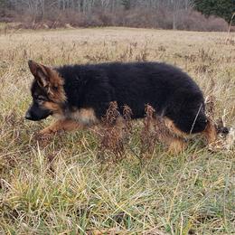 German Shepherd Puppies from Krudup German Shepherds