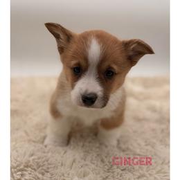 Ginger - Red female Pembroke Welsh Corgi puppy in Zwingle, Iowa from Morehead Family Dogs