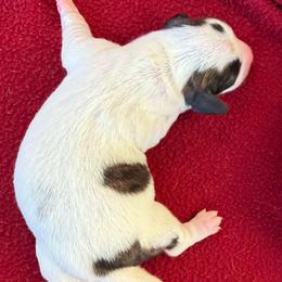 Piebald girl (right) - Piebald female Dachshund puppy in Bakersfield, California from Open Hourglass LLC