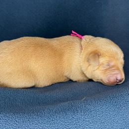 Pink girl - Yellow female Labrador Retriever puppy in Plymouth, North Carolina from Duck Creek Kennels