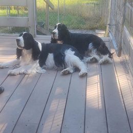 Whitney - English Springer Spaniel