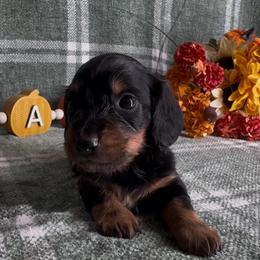 Girl 1 - Black and tan female Dachshund puppy in Alice, Texas from Crimson’s longhair Dachshunds