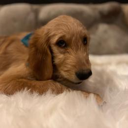 Banks - Goldendoodle puppy from 2 Lazy Ts Ranch