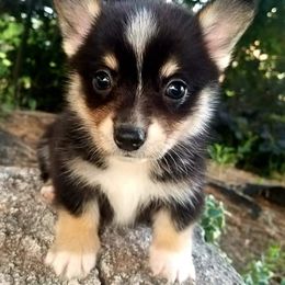 Pembroke Welsh Corgi Puppies from Iron Moss Ranch