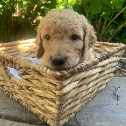 Goldendoodle Puppies from Doodle Devotion