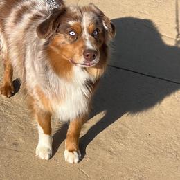 Rojo - Red merle male Miniature American Shepherd puppy in Prunedale, California from 4MLA STABLES