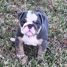 Bulldog Puppies from Strickly Bulldogs