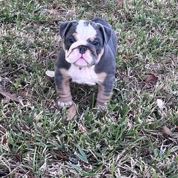 Bulldog Puppies from Strickly Bulldogs