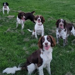 English Springer Spaniels from Bigfoot's Kennel