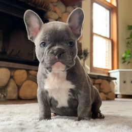 French Bulldog Puppies from Jessicah's Frenchies Michigan's French Bulldog Breeder