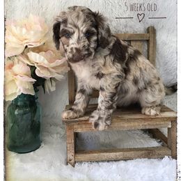 Aussiedoodle and Australian Shepherd Puppies from Dunroamin Farms Australian Shepherds and Aussiedoodles