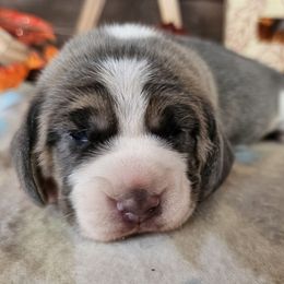 Blue tri girl (pink collar) - Blue tan and white female Beagle puppy in Spring Branch, Texas from Lost Trail Kennels