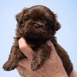 Holden - Chocolate male Shih Tzu puppy in Tallahassee, Florida from Bows and Bow Ties